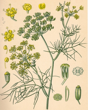 Fenchel Fenchel